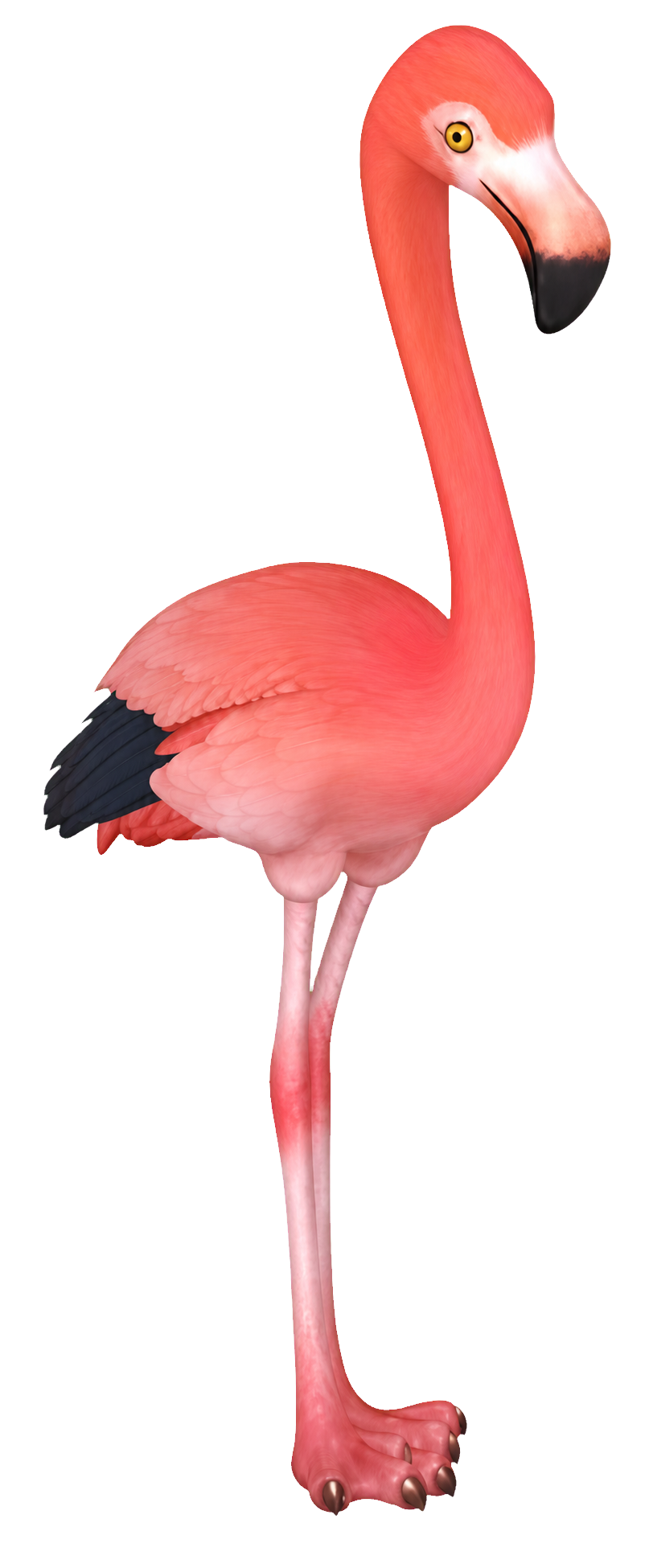 Oiseau Flamant rose américain dans Heartopia