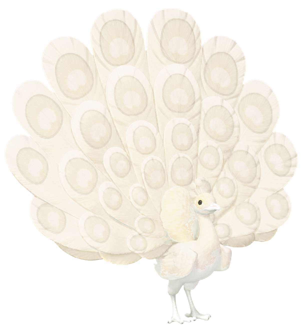 Oiseau Paon blanc dans Heartopia